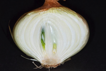 Bulb: short stem surrounded by thick fleshy storage leaves [onion; Alliaceae] [08A4020]